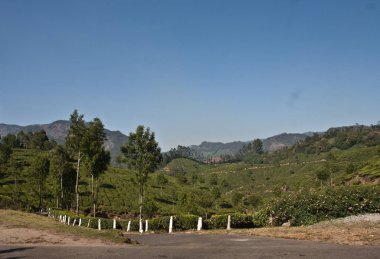 Munnar Çay Bahçesi, Kerala 