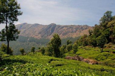 Munnar Çay Bahçesi, Kerala 