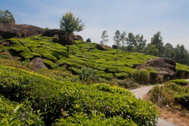 Munnar Çay Bahçesi, Kerala 