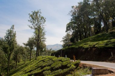Munnar Çay Bahçesi, Kerala 