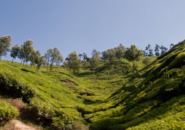 Munnar Çay Bahçesi, Kerala 