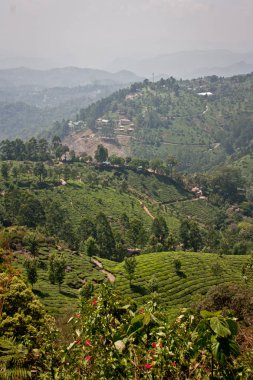 Munnar Çay Bahçesi, Kerala 
