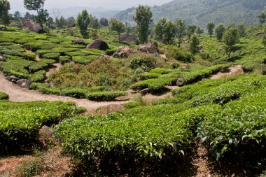 Munnar Çay Bahçesi, Kerala 