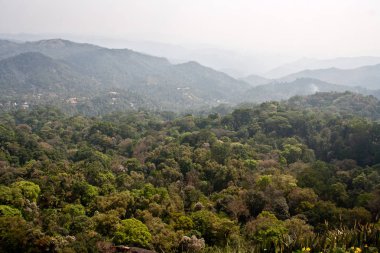 Munnar Çay Bahçesi, Kerala 