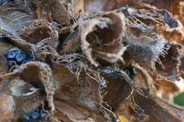 Himalaya bölgesinde Alp Çiçekleri