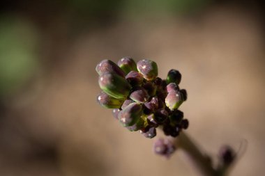 Himalaya bölgesinde Alp Çiçekleri