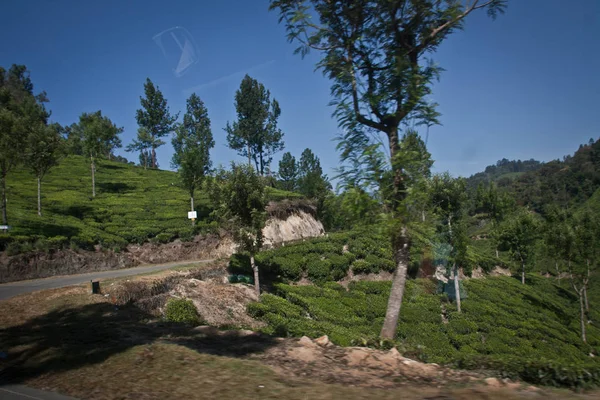 Teegarten Bei Munnar Kerala — Stockfoto