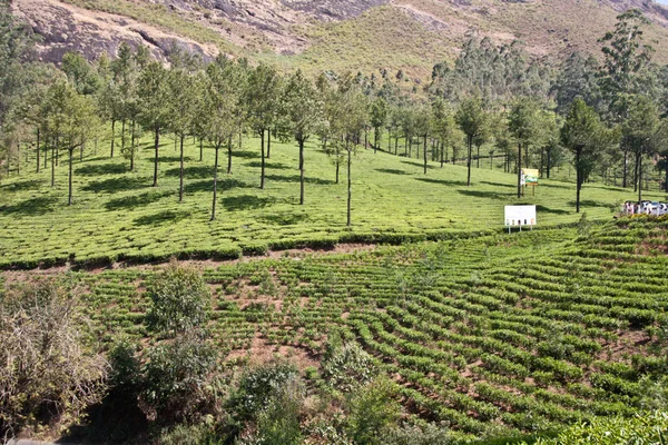 Tea Garden Munnar — Zdjęcie stockowe