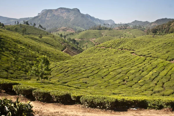 Tea Garden Munnar — Zdjęcie stockowe