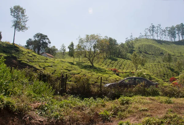 Tea Garden Munnar Kerala — Foto Stock