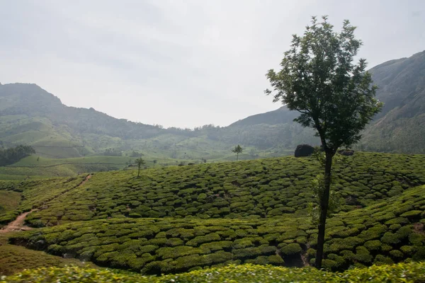 Tea Garden Munnar — Zdjęcie stockowe