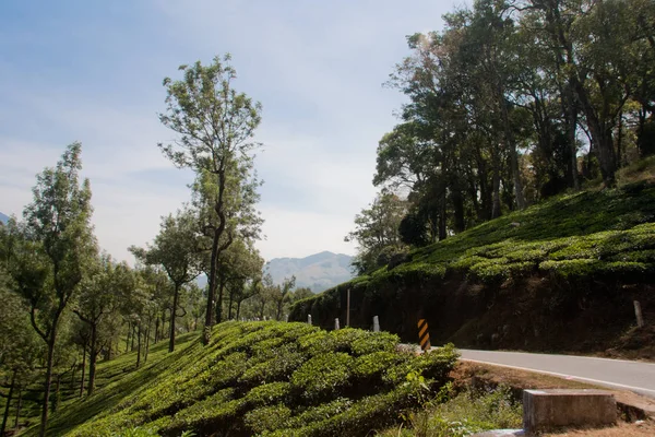 Tea Garden Munnar Kerala — Foto Stock