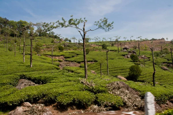 Tea Garden Munnar — Zdjęcie stockowe