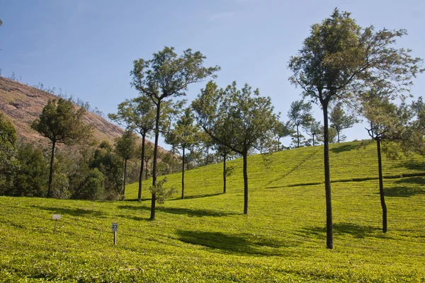 Jardín Munnar Kerala —  Fotos de Stock