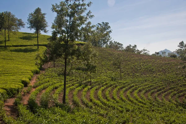 Teegarten Bei Munnar Kerala — Stockfoto