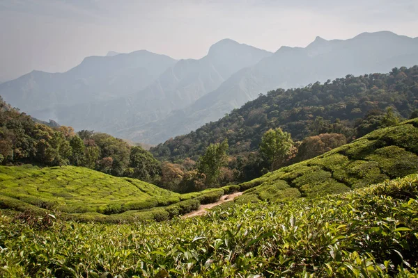 Tea Garden Munnar — Zdjęcie stockowe