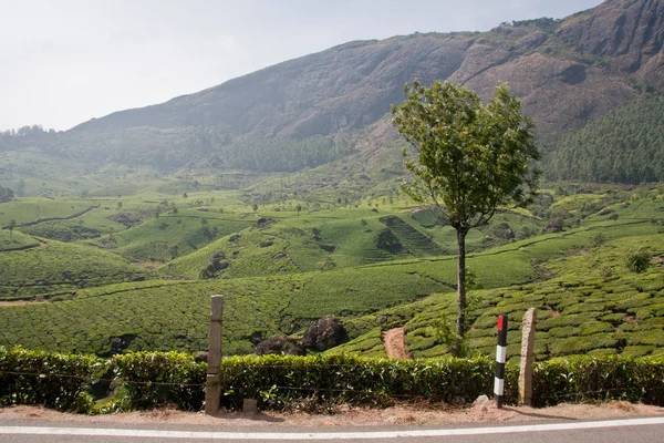 Teegarten Bei Munnar Kerala — Stockfoto