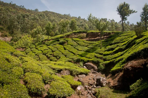 Tea Garden Munnar — Zdjęcie stockowe