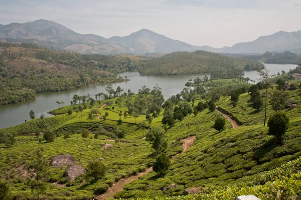 Tea Garden Munnar — Zdjęcie stockowe