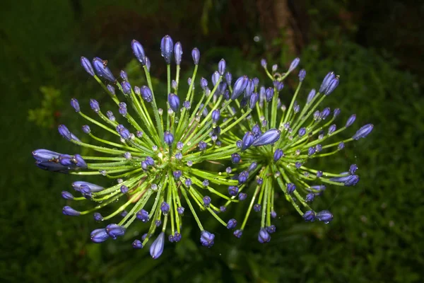 Alpejskie Kwiaty Wschodnim Higrocie — Zdjęcie stockowe