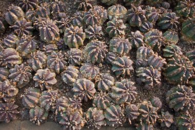 Kaktüs bitkisine yakın. 