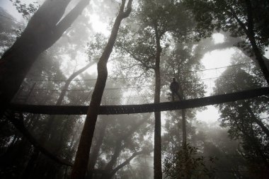 Lolegaon 'daki güzel orman tepe örtüsü