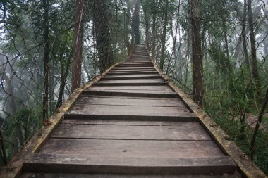 Lolegaon 'daki güzel orman tepe örtüsü