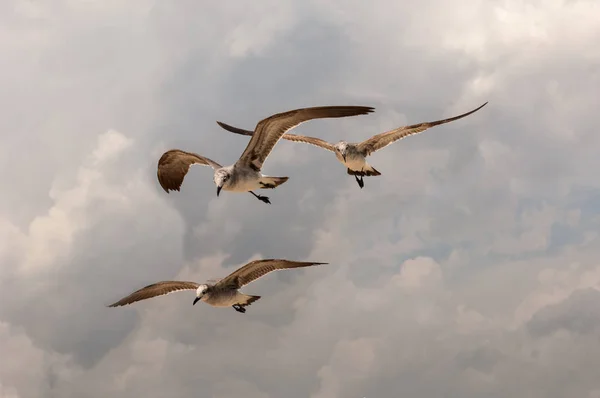 Gaviotas Flotando Aire — Foto de Stock