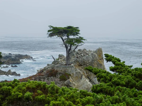 Yalnız ağaç ayakta Pebble Beach, Kaliforniya'da bir granit yamaca