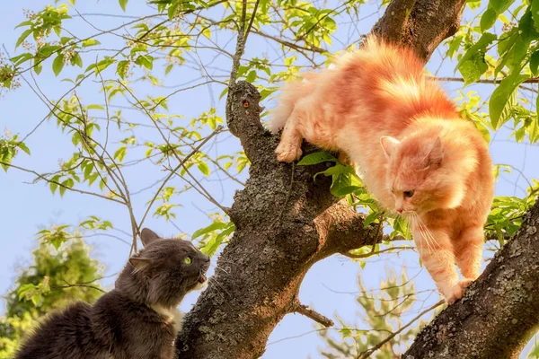 Две Кошки Черная Имбирная Глядя Друг Друга Дереве — стоковое фото