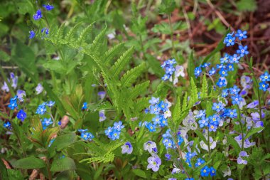 Unut beni değil çiçek çayır veya orman, doğal peyzaj