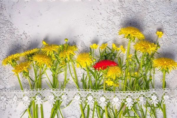 Concepto Individualidad Diente León Rojo Entre Los Amarillos Ordinarios Vista —  Fotos de Stock