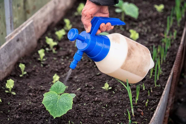 Tangan Seorang Petani Memberikan Pupuk Cair Melalui Sprinkler Untuk Tanaman — Stok Foto