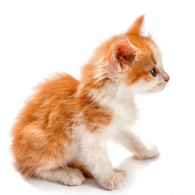 Beyaz arka plan üzerinde oturan ve yan bakarak küçük kızıl ve beyaz noktalar yavru kedi