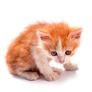 beyaz izole küçük zencefil yavru kedi oturma ve üzerinden kontrol altında seyir