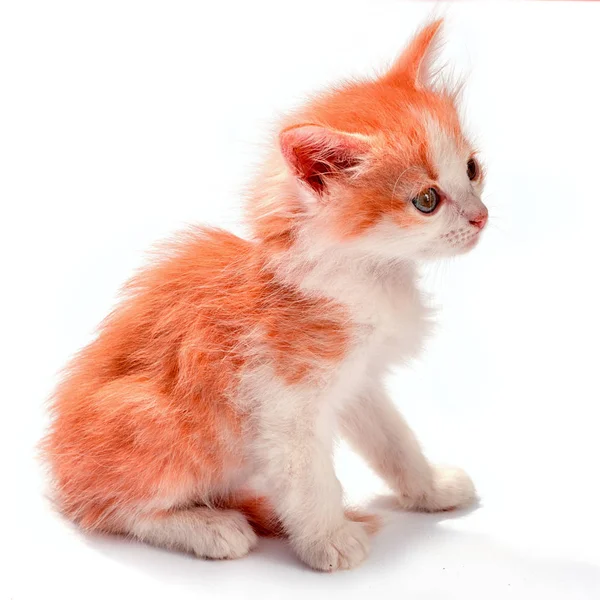 Pequeño Jengibre Blanco Manchas Gatito Sentado Fondo Blanco Mirando Lado —  Fotos de Stock