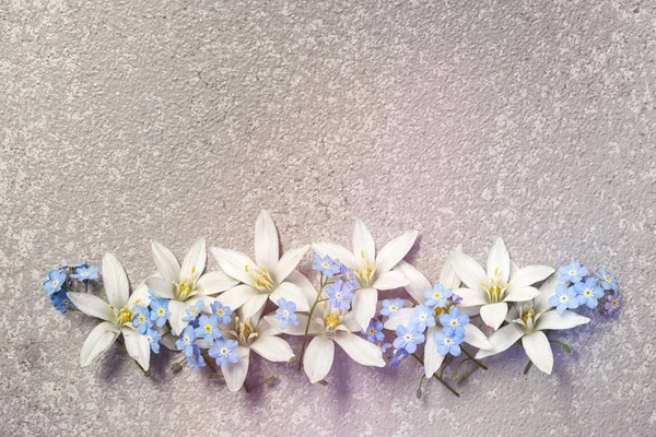 Flores Brancas Ornitogalum Azul Esquecem Não Sucessivamente Fundo Cimento Prata — Fotografia de Stock