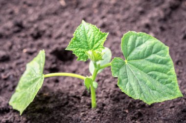 salatalık fide toprak, yan görünümü kapatın