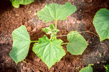 Genç salatalık fidan toprağa