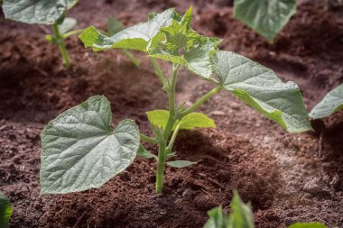 Genç salatalık fidan toprağa