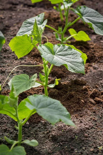 Genç salatalık fidan toprağa