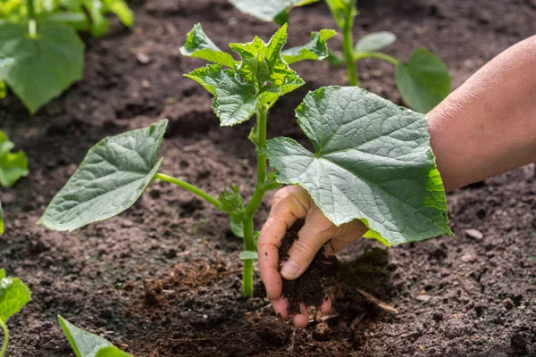 Tangan Seorang Petani Memberikan Pupuk Kotoran Kuda Kering Untuk Tanaman — Stok Foto