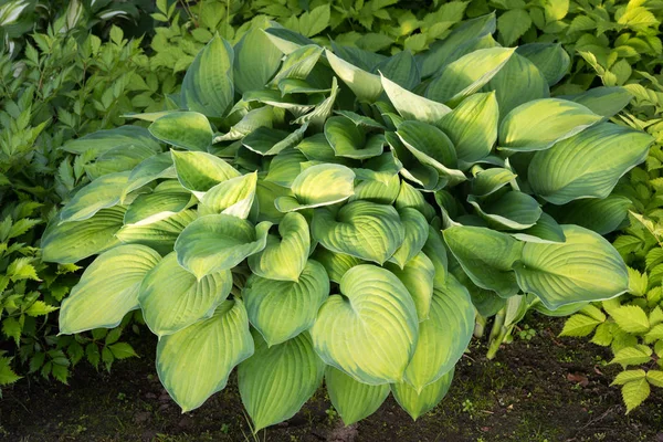 Plante Hosta Avec Des Feuilles Jaune Vif Vert — Photo