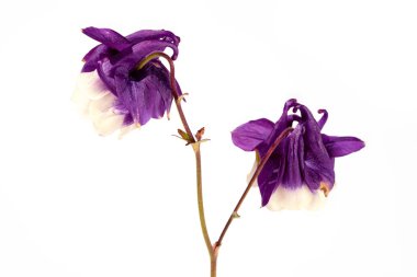 Aquilegia. İki çiçek beyaz arka plan üzerinde izole.