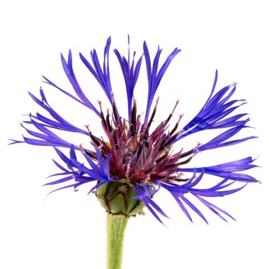 Beyaz arka plan üzerinde izole bir çiçek peygamber çiçeği