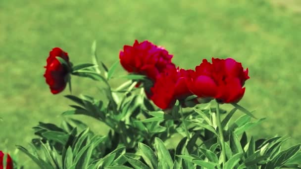 Röd Peone Blommor Gunga Vinden Utomhus — Stockvideo