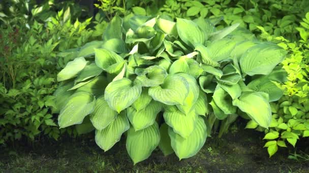 Grande Pianta Hosta Con Foglie Verdi Gialle Oscilla Sul Vento — Video Stock