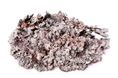 Ağaç moss beyaz zemin üzerine mavi dallı liken izole