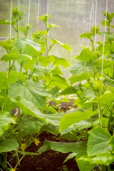 Plantas Pepino Invernadero Colgando Cuerdas Algunas Ellas Con Flores — Foto de Stock