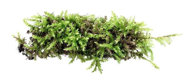 Green Moss Isolated White Background — Stock Photo, Image